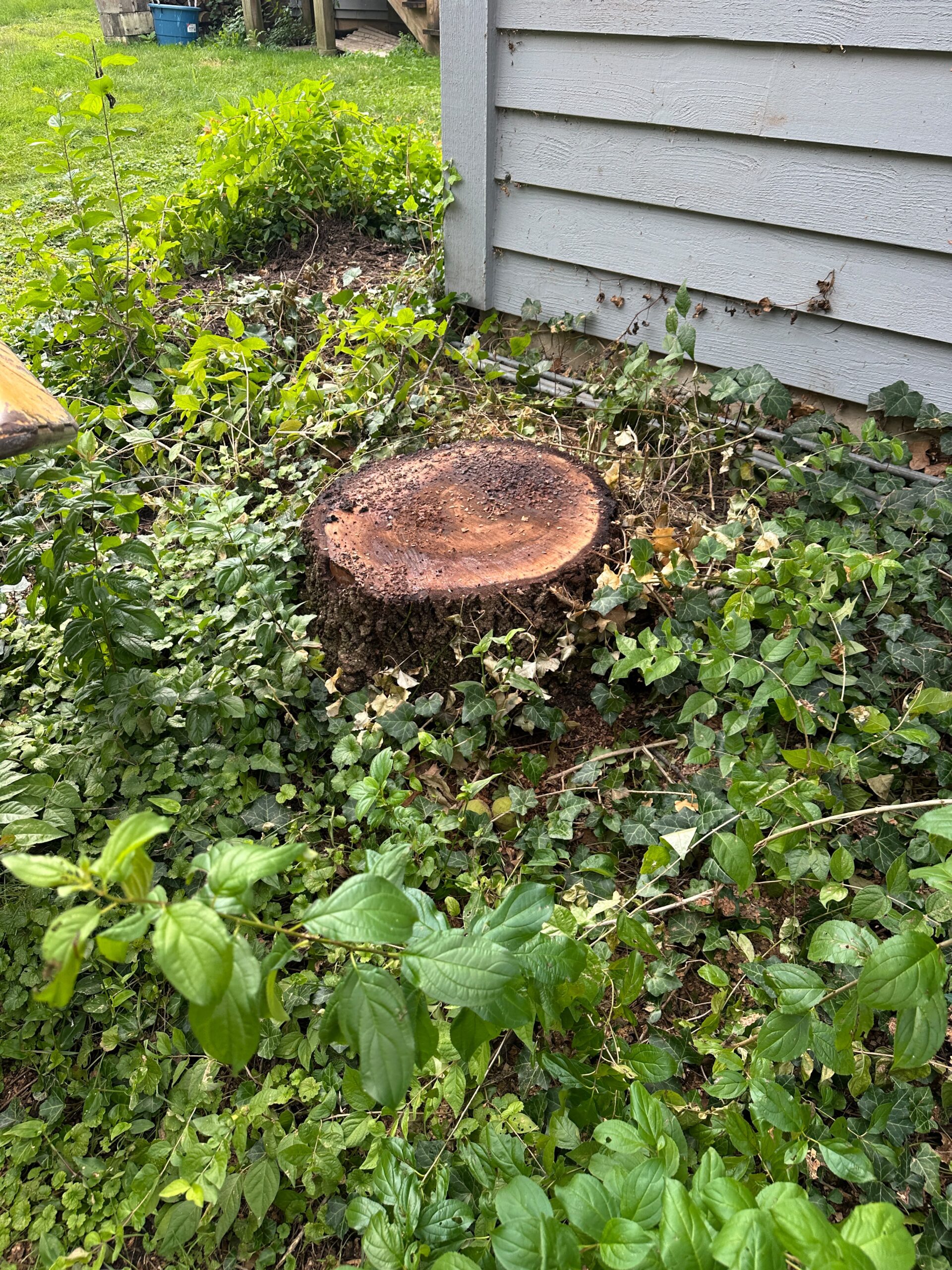 Before stump grinding — tree stump in yard